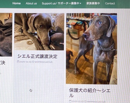 死ぬまで見捨てない 新しい飼い主の愛情を受け 保護した大型犬 今では女王様気取りに まいどなニュース 死ぬまで見捨てない 新しい飼い主の愛情を受け 保護した大型犬 今では女王様気取りに まいどなニュース