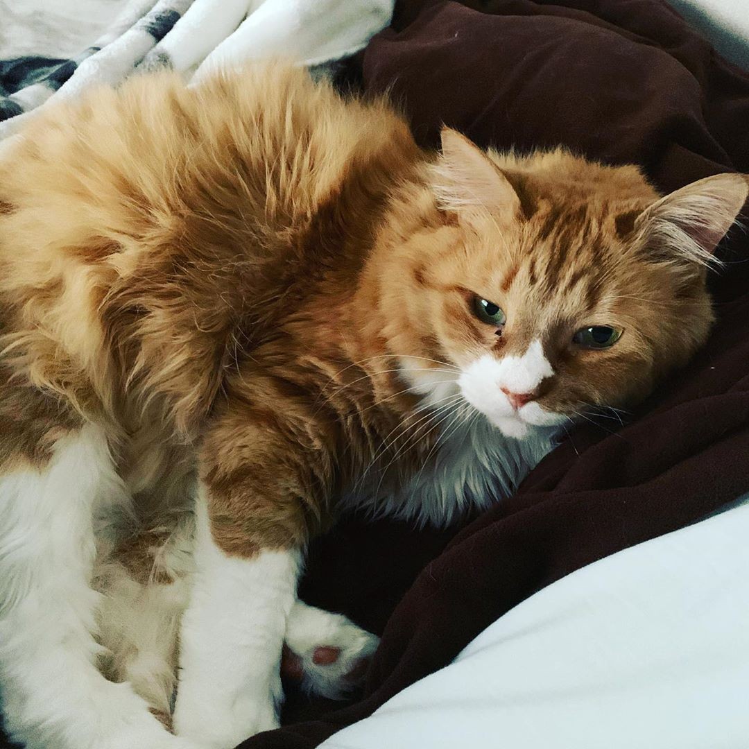 長距離トラックの荷台に迷い込んで10時間 蒸し暑さに耐えた子猫が ジェントルマンで優しい猫に まいどなニュース