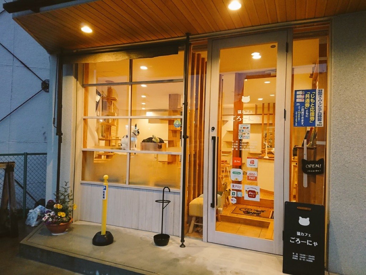 猫カフェから学ぶ「共生住宅」作りのコツ 脱走防止策や爪とぎ対策 