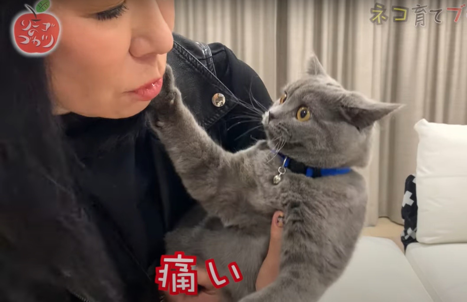 ハイヒール リンゴ 猫と暮らして10カ月 モモコに言わせると 相方に人間の心が戻ってきた 笑 まいどなニュース