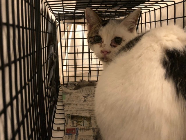 お寺の敷地に住んでいた体調不良の猫の赤ちゃん 人馴れして無事新しい 