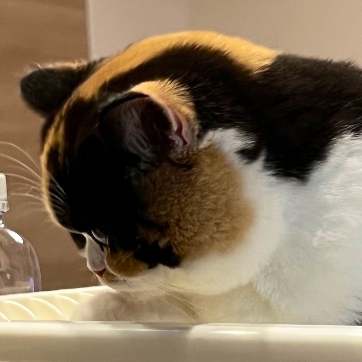 我が家の猫のジャンプ力 動画に爆笑 テーブル 窓際 見事な落下に 可愛さがジャンプ力を上回ってる まいどなニュース