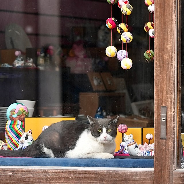 この店の 売上支える 拾い猫 店主の猫川柳にほっこり 猫の置物に絵付け体験できるアトリエの猫たち まいどなニュース