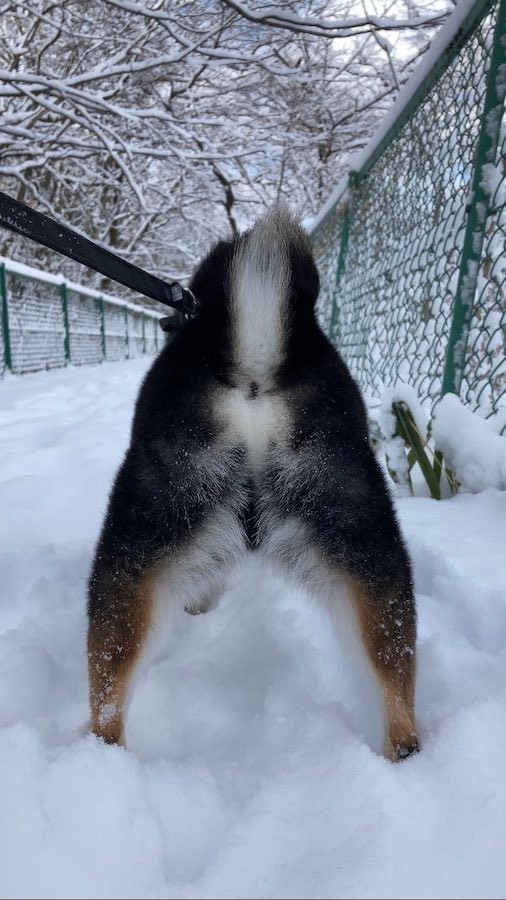 雪が大好きな柴犬と一緒なら 雪かきツラいが 笑顔が見れる 疲れも吹っ飛ぶ犬の姿に なぜか素人は黙っとれ感ある 笑 まいどなニュース