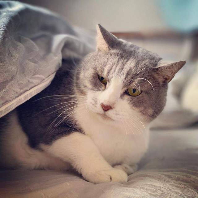 嘘だろ 帰宅したら家の中に野良猫が鎮座 追い出すのは忍びない 妙な縁を感じて我が子に まいどなニュース