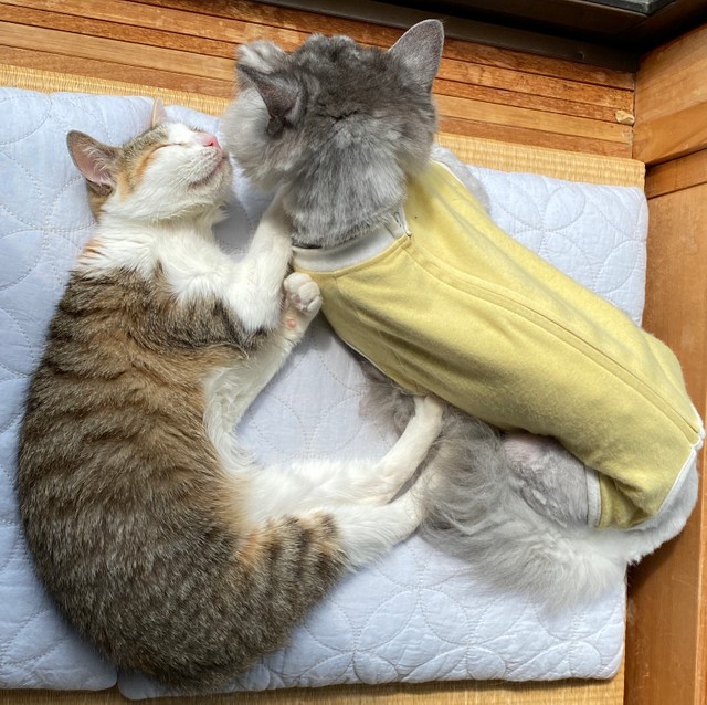 激しい痙攣を1日に何度も」覚悟を試された日々 重いてんかんのある子猫 