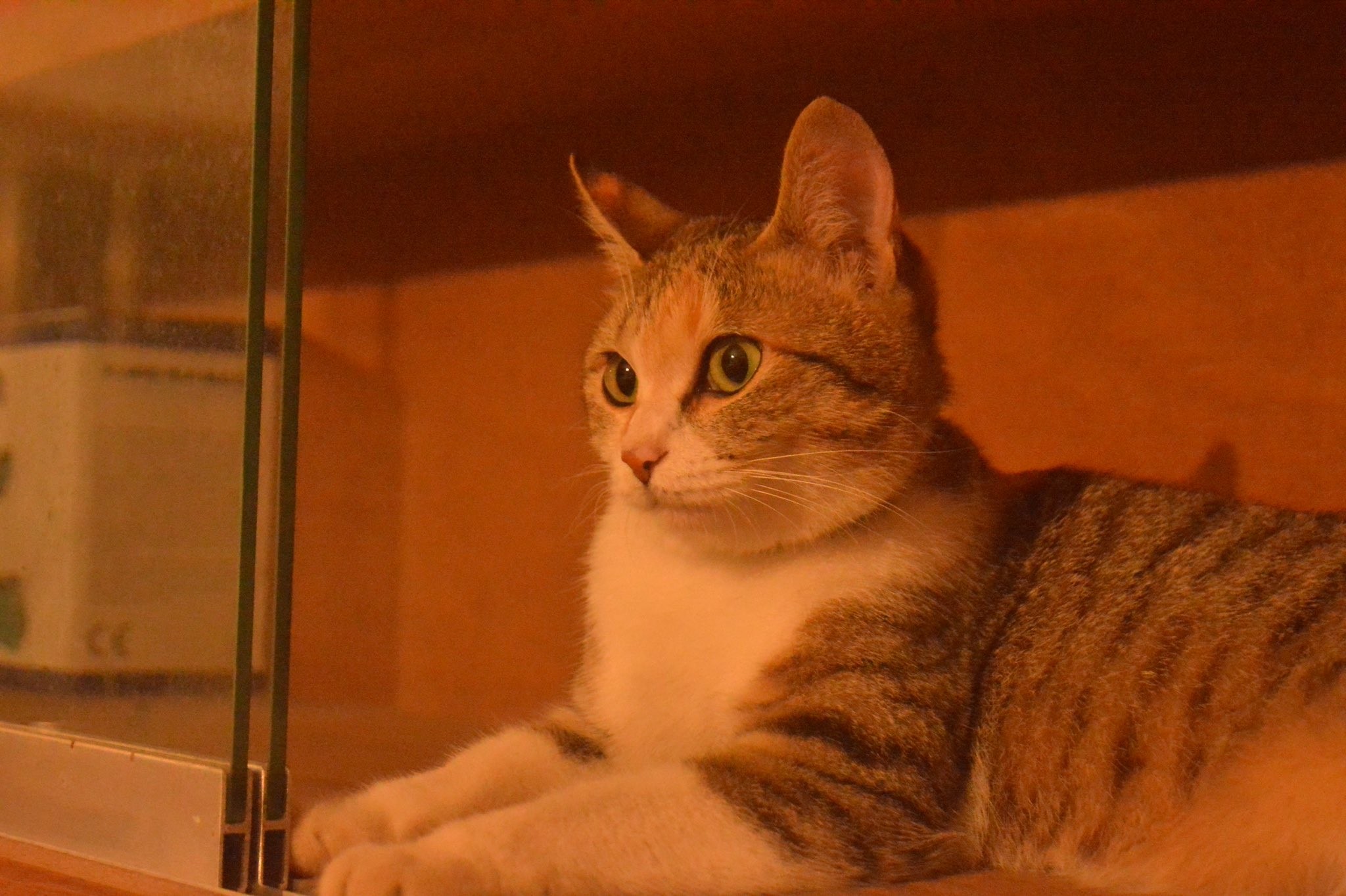 飼い主のために毎朝セミを捕ってくる猫 しかも生きてる 愛情表現 こんなのも取れないんだろ まいどなニュース