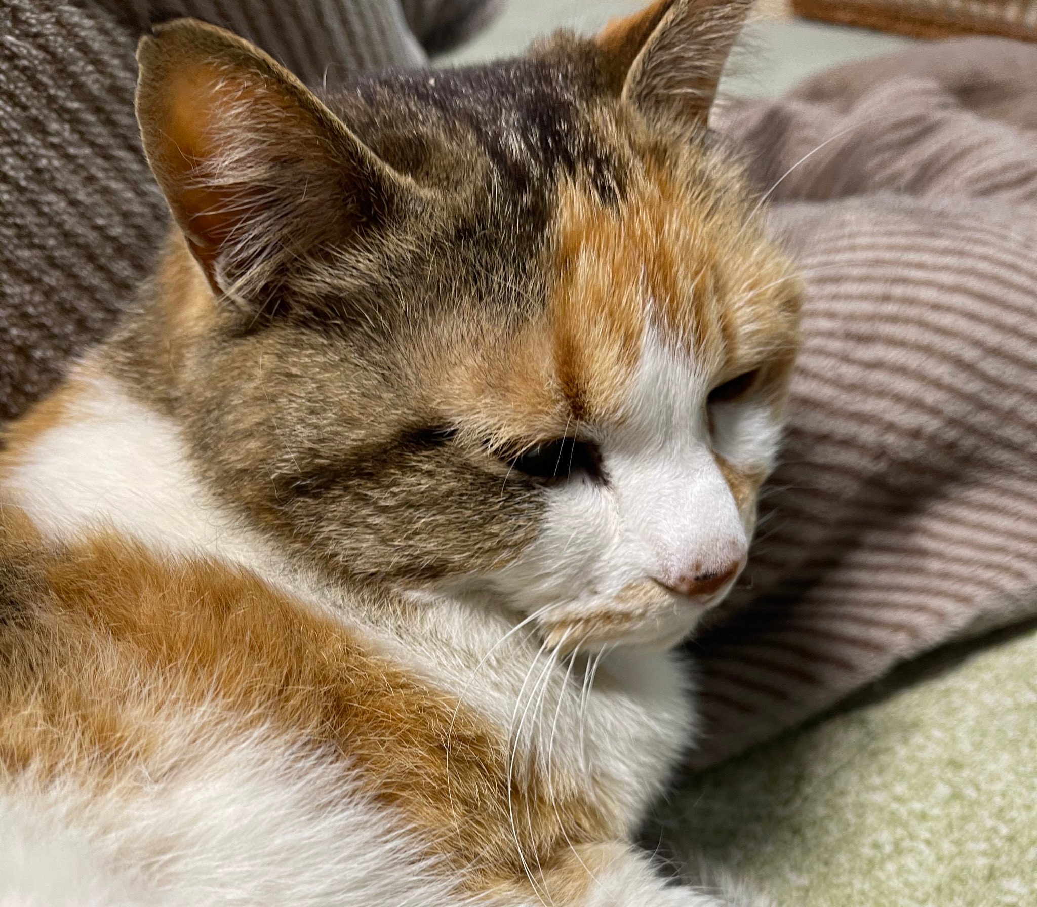 猫ちゃんがヘソ天ポーズで しっぽをギュッ かわいすぎる寝姿にフォロワー悶絶 ぬいぐるみにしてほしい まいどなニュース