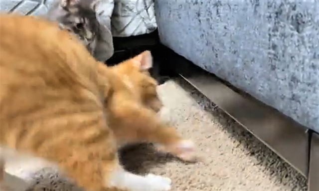 うわっ 飛び出しウサギに驚く子猫 おもちゃみたい 超高速 猫とウサギの暮らしが面白すぎる まいどなニュース