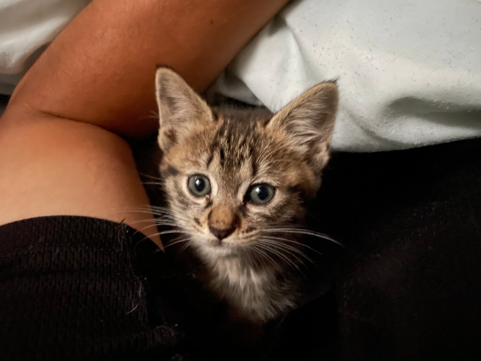 くっついていたい 子猫を保護して6時間後 膝にピッタリ寄り添う背中にキュン 甘えられる人がいる と安心してるんですね まいどなニュース