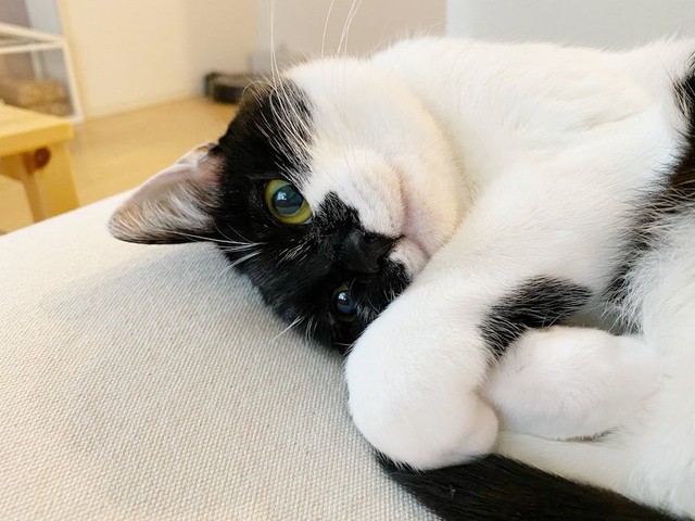 野良だった猫が「大好きだよ！」噂の猫語翻訳アプリで愛おしさが爆発 