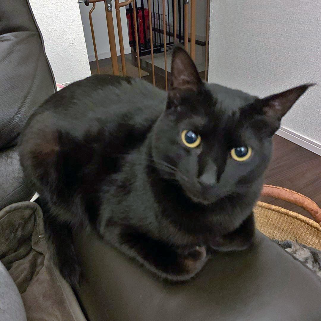 何か深い縁で結ばれている 先代猫の誕生日に偶然出会った黒猫の子猫 まいどなニュース