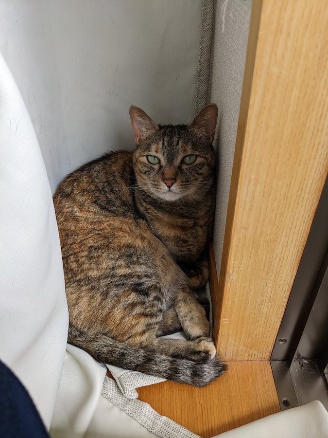 猫に噛まれ 感染症で死にかけた 壮絶な入院ツイートが話題 パスツレラ症 による 敗血性ショック とは まいどなニュース