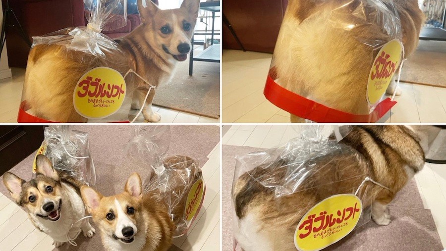 コーギーのおしり食パン 妻が懸命に作った犬の仮装を見て 焼き色がいい感じ これはダブルソフトじゃないと まいどなニュース