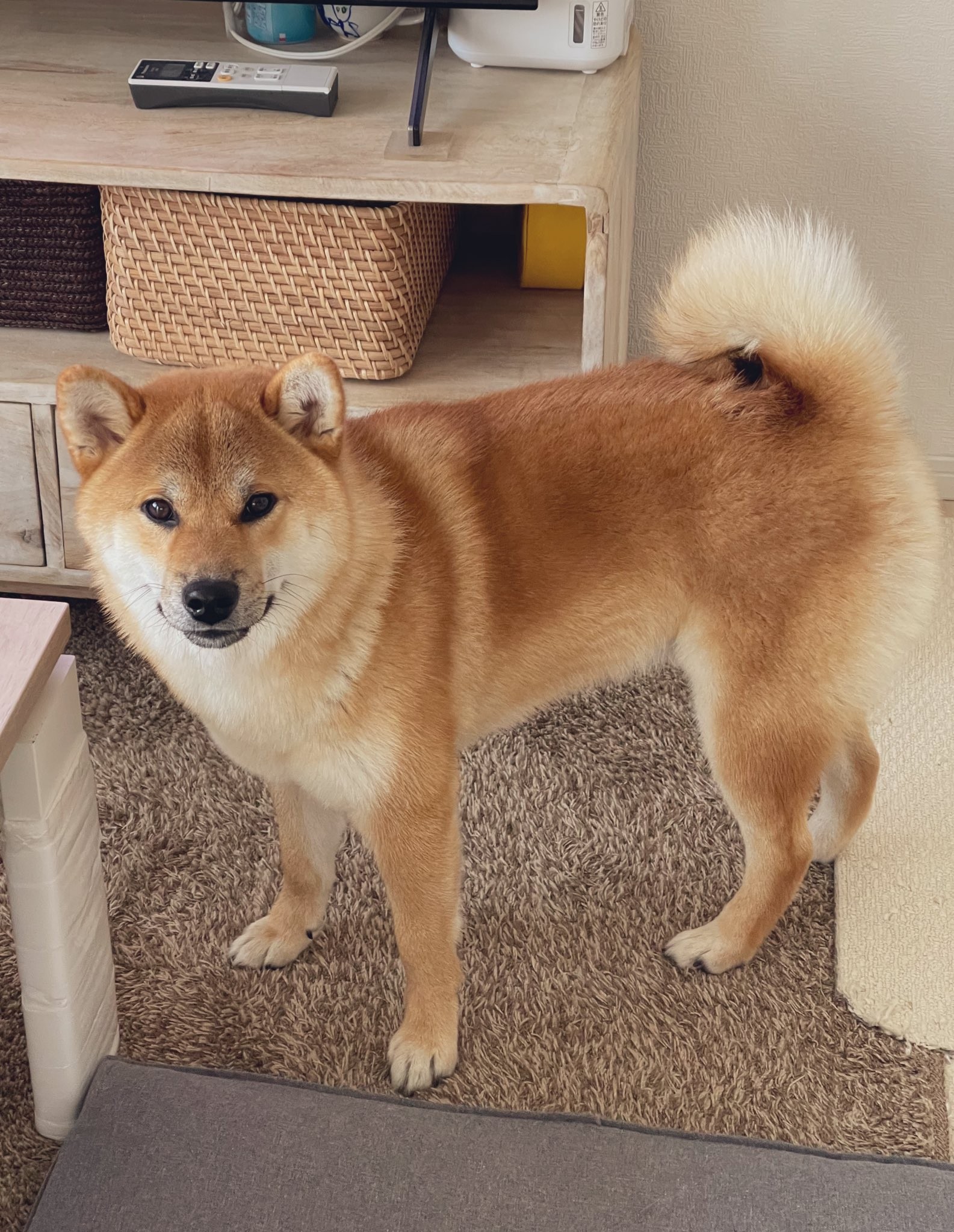 ボールはトモダチ ってぼろぼろやーん 鬼の形相の柴犬さんが話題に すごい破壊力 こんな顔するのか まいどなニュース
