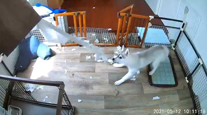ぎぁぁぁぁぁ カーテンをビリビリに食い破るワンちゃん ペット見守りカメラに映し出された惨状が話題 まいどなニュース