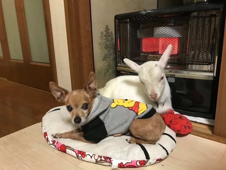 瀕死の子猫を拾った 動物病院に居合わせたマダムの 援助させて に号泣 保護された子猫の その後 は まいどなニュース