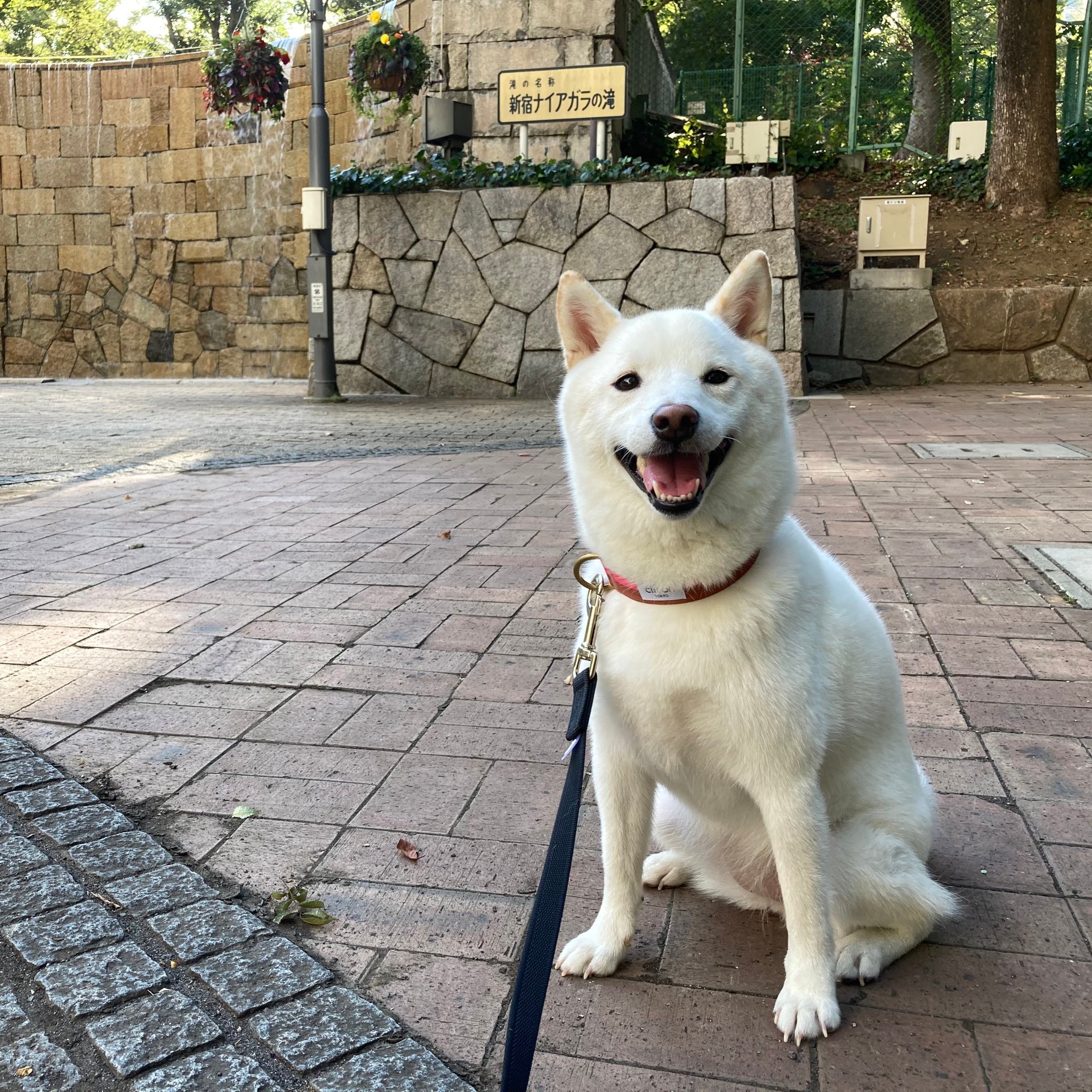 お犬さまの1日 朝昼夕夜 眠り続ける柴犬さんが話題 お犬さま改め 寝子 ニャンコとします まいどなニュース