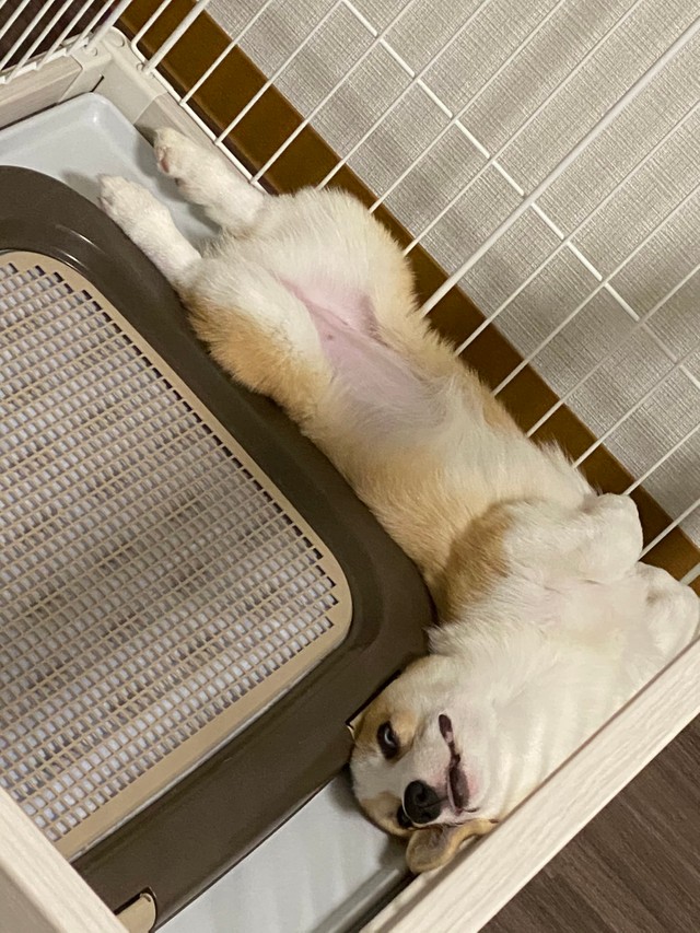 もふもふ謎の生物に 足が生えた 桃じゃないの いたずら大好きな青い目の犬さんに癒やされる人続出 まいどなニュース