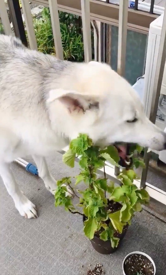 シソが育たないし元気ない ってお前か 意外な犯人の盗み食い動画に 夏バテ防止対策ですね と爆笑 まいどなニュース