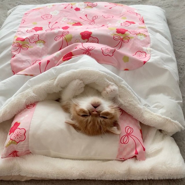 お布団で眠る子猫が なんてキュートなの と話題 実は 最近 オスと判明 すもも まめ吉 に改名 まいどなニュース