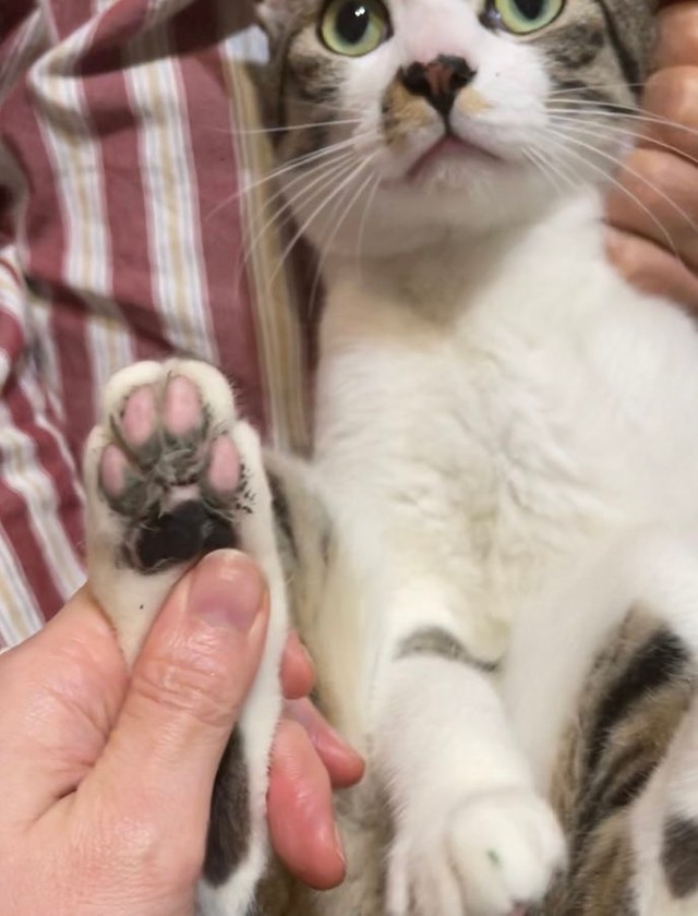 猫のお寺で緊急事態 犯にゃん確保に栃木県警も反応 留置場所確保してます に 仕事が早いw とネット爆笑 まいどなニュース
