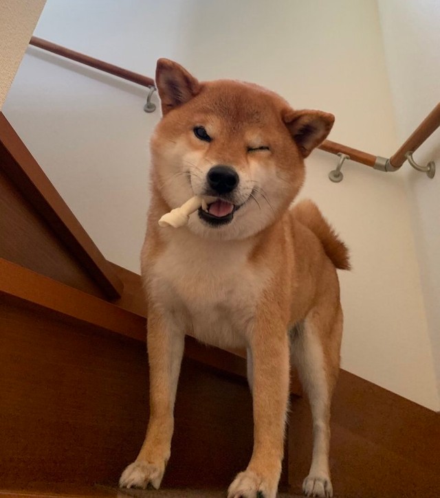 ドッグランで何があった 悔しがる犬さんのムキ顔にネット妄想 なぜ その理由を飼い主さんに聞いた まいどなニュース