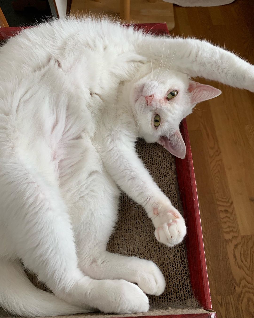 偶然出会い保護したやせこけた白猫 珍しい感染性にかかっていた まいどなニュース