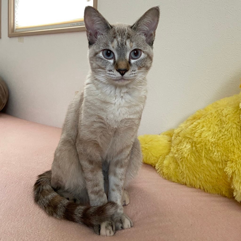 まるで魔法 真っ白だった子猫 衝撃のビフォーアフターに目が釘付け まるで別猫 2度可愛い まいどなニュース