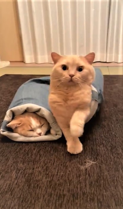 ②ヨイショっと
