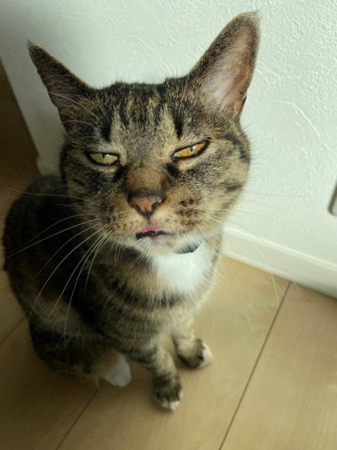 卵焼きドロボウ確保 犯猫の衝撃シーンに まだ諦めてない顔 絶対離さないにゃ 笑いと共感が殺到 まいどなニュース