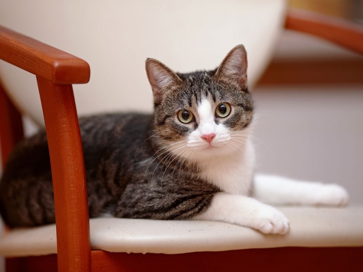猫はなぜ「かわいい」のか? 愛される秘密を科学的に分析