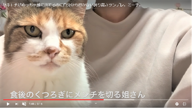 猫全部乗せご飯 動画で大人気の那須の長楽寺 ただ今 先住猫4匹 子猫2匹 6匹乗せ にチャレンジ中 まいどなニュース
