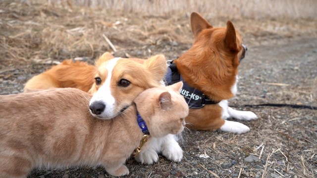 なんでアゴ置いた 猫の背中にアゴを乗せる犬が話題 絶妙の間に 大阪のトリオ漫才やなぁ まいどなニュース