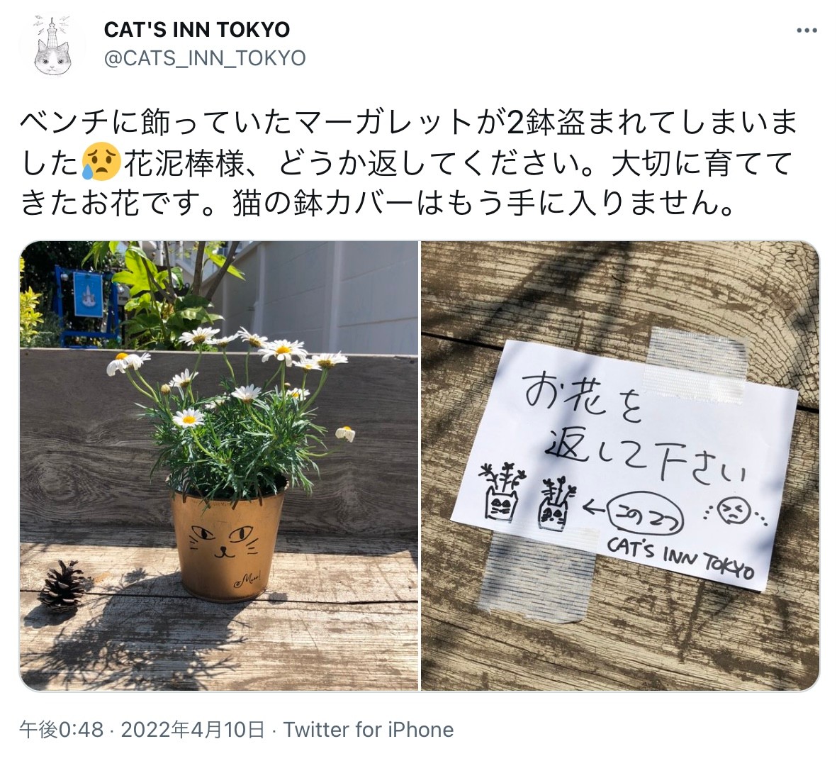 花泥棒様 どうか返してください 消えたマーガレットの鉢植え 代わりに置かれていたのは 松ぼっくり まいどなニュース