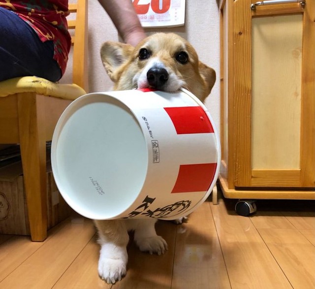 洗濯物 持って来たわん お手伝いする犬に海外のネット民も感嘆 お利口さん うちの旦那より優秀 まいどなニュース