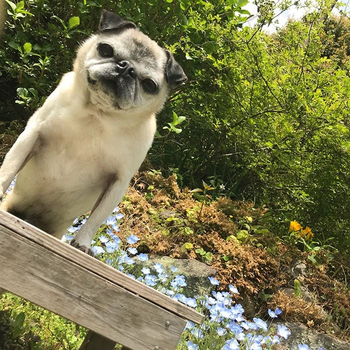 意識とんでる 目を見開き草むらに転がる へそ天 の犬 気絶か昼寝かww とネット民ざわつく まいどなニュース