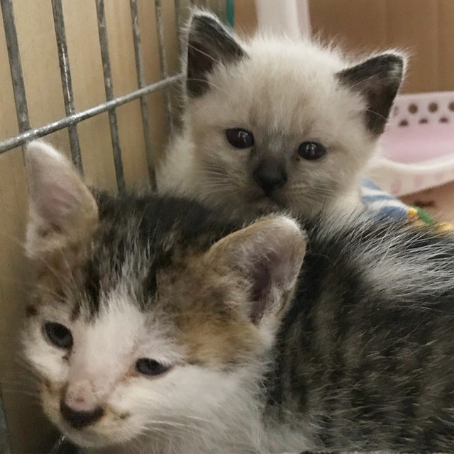 ２匹の子猫を保護 母猫は大捕り物の末 避妊手術して地域猫へ まいどなニュース