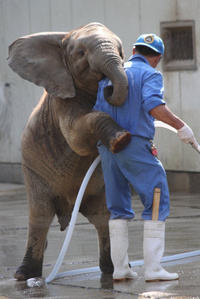 重量級のゾウからのloveに癒やされる 自分史上 一番お気に入りのハグ写真 で動物園 水族館にエール まいどなニュース
