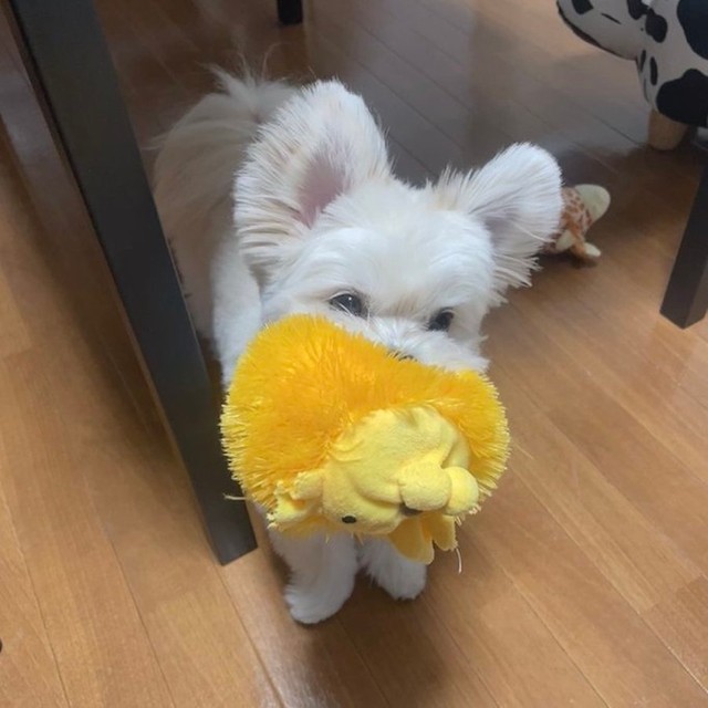 ゴムパッチンの真骨頂 犬のイタズラにみなぎる緊張感 この後どうなった 痛い未来しか見えない まいどなニュース