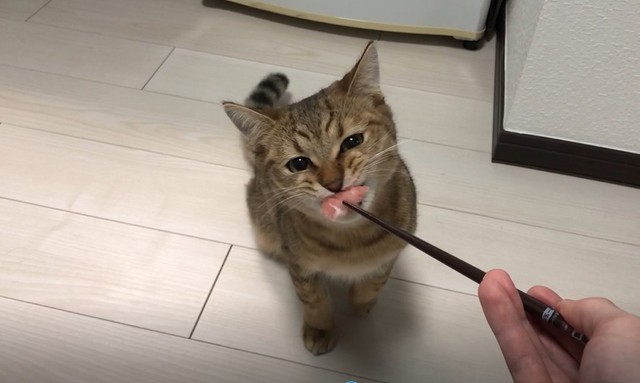 お皿わしづかみで立ち食いする猫さんに２７万人が悶絶 中にヒト入ってます ぽっこりお腹に おっちゃんみたい まいどなニュース