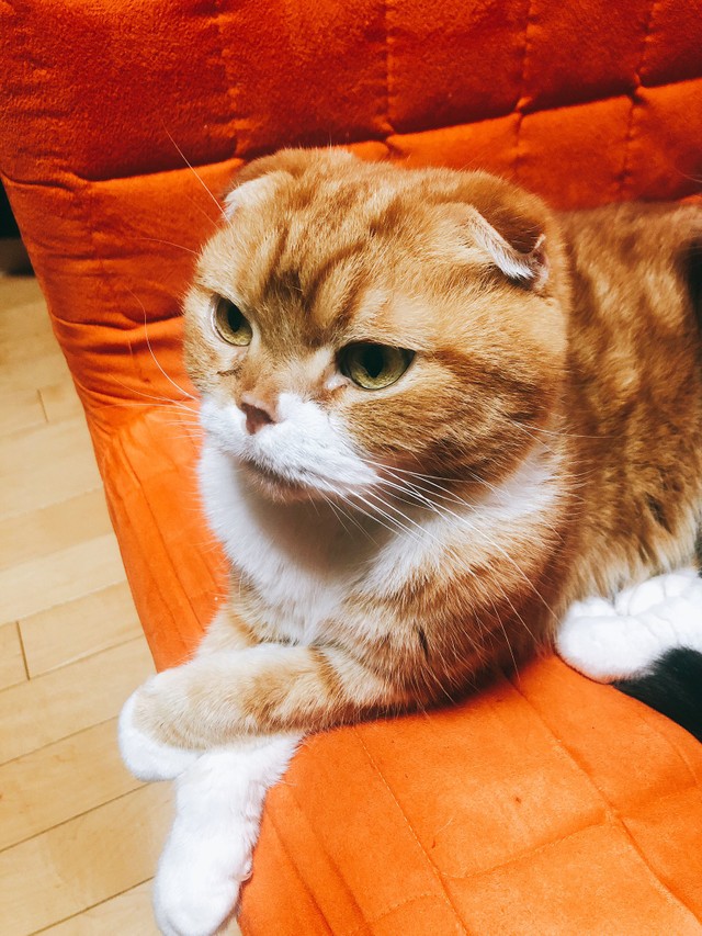 今年13歳になるきのこ君。貫禄は健在です！（ゆきおさん提供）