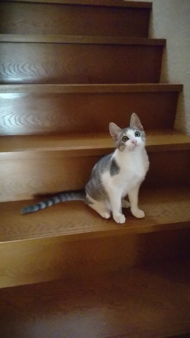 子猫時代、優しい先住猫に囲まれて育つ