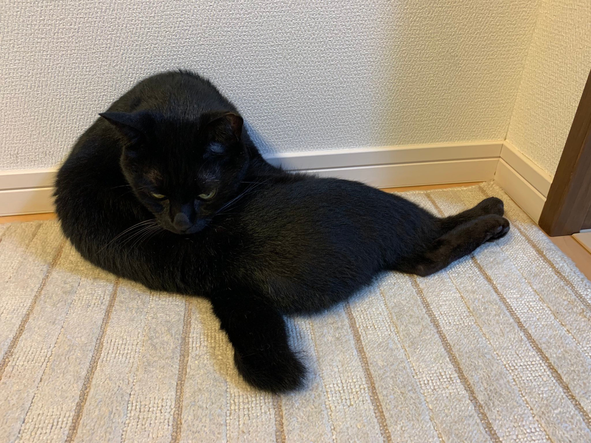 カーテンの結び目に鎮座する猫が神々しい エジプト神 ぬこ神さまじゃ とユーザーひれ伏す まいどなニュース