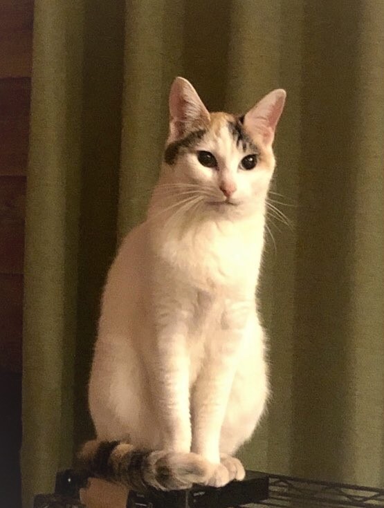 猫の毛も借りたい」飼い猫の抜け毛で作ったu201cヅラu201dが話題 「とても