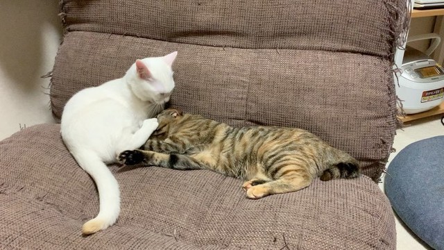 スーパーの駐車場にたった1匹でいた雪のような子猫 コロナ禍で落ち込む飼い主と先住犬に 生きる力 をくれた まいどなニュース