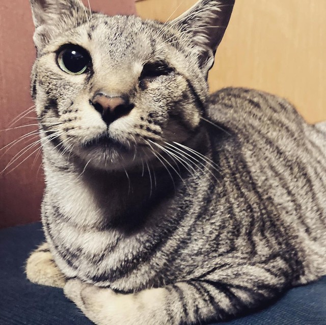 天国との架け橋 という名前をもらった片目の猫 短い生涯でも とびっきりの愛情と優しさをくれた まいどなニュース