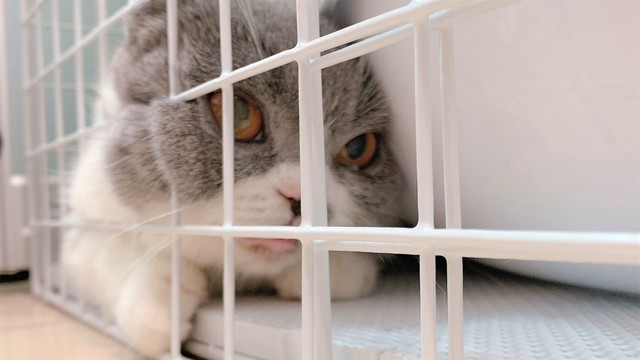 いらない」と捨てられ怯えていた猫に感じたu201c運命u201du2026夫婦の絆を深
めて - 猫 出っ歯