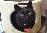 動物用コンタクト 角膜に潰瘍ができた愛犬が装着 そのお値段は まいどなニュース
