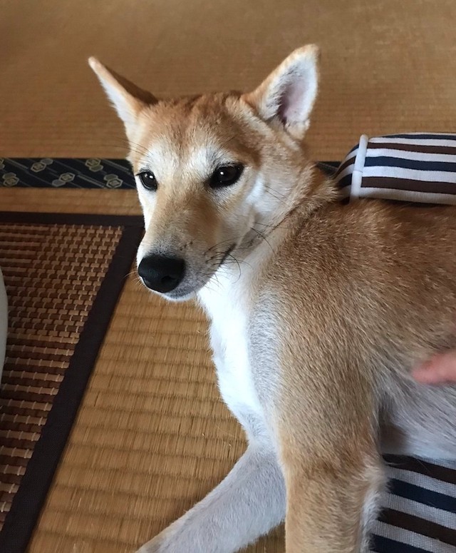 あまりの暑さに溶け落ちる寸前の柴犬 が話題 犬も液体 ダリの時計が浮かんだ まいどなニュース